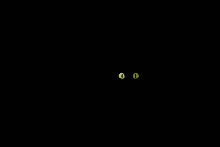 Hoptimist Cat Διακοσμητική Φιγούρα Abs Extra Small Black