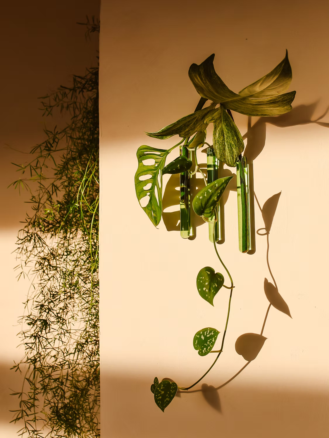 Walleaf (3-pack)