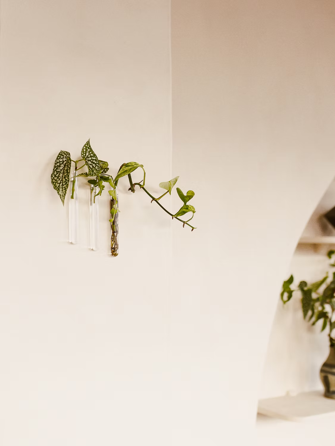 Walleaf (3-pack)