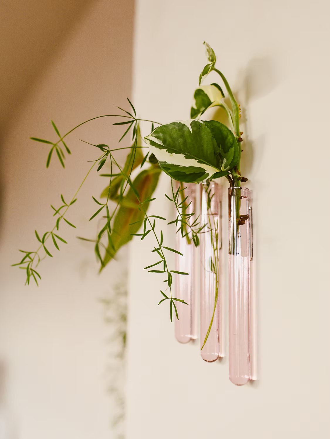 Walleaf (3-pack)