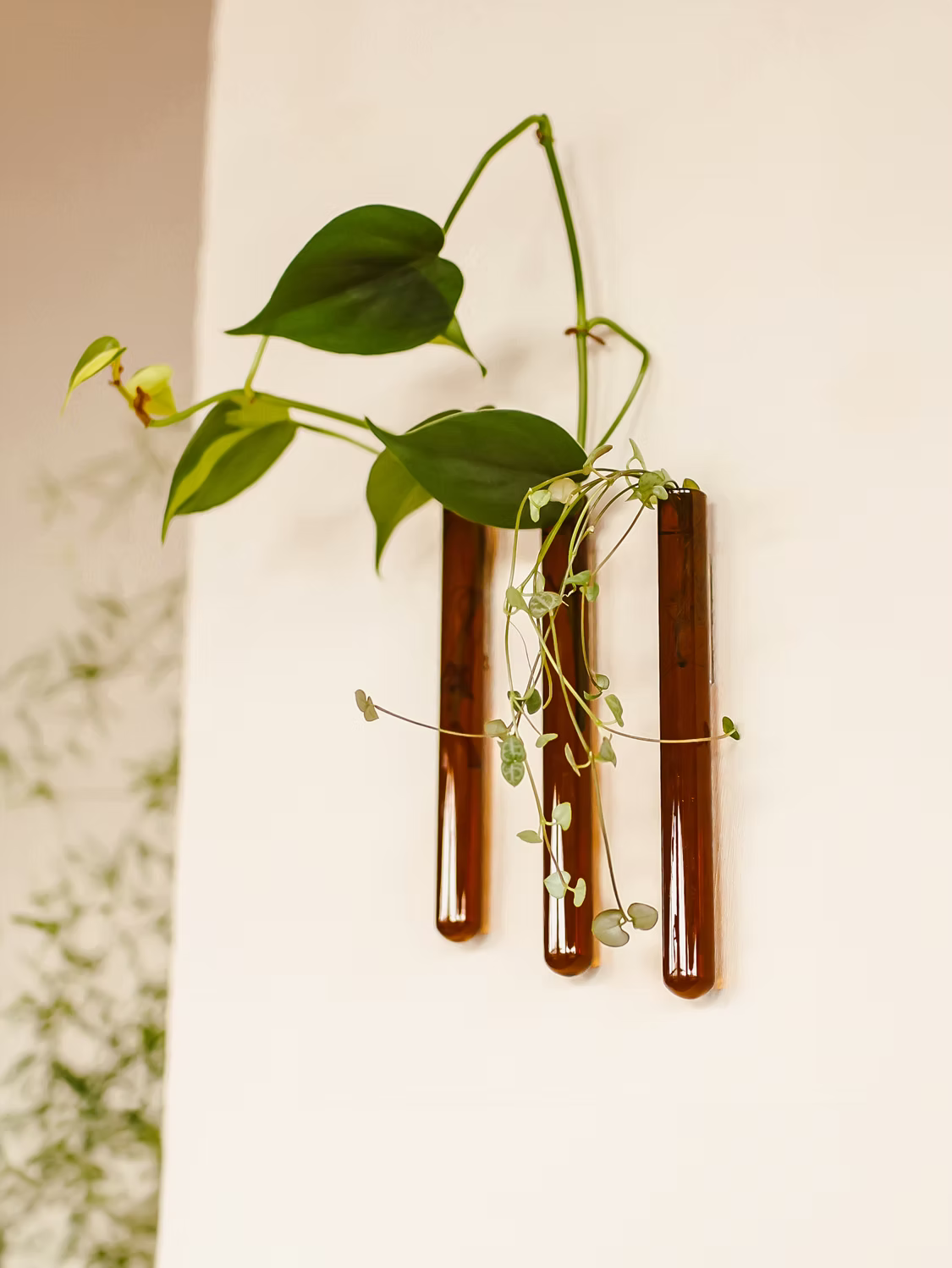 Walleaf (3-pack)