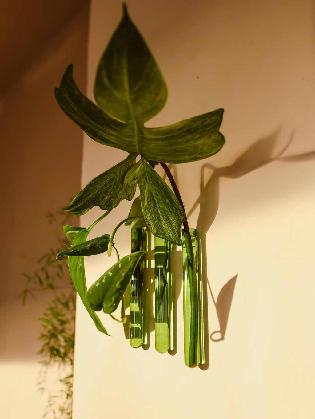 Walleaf (3-pack)