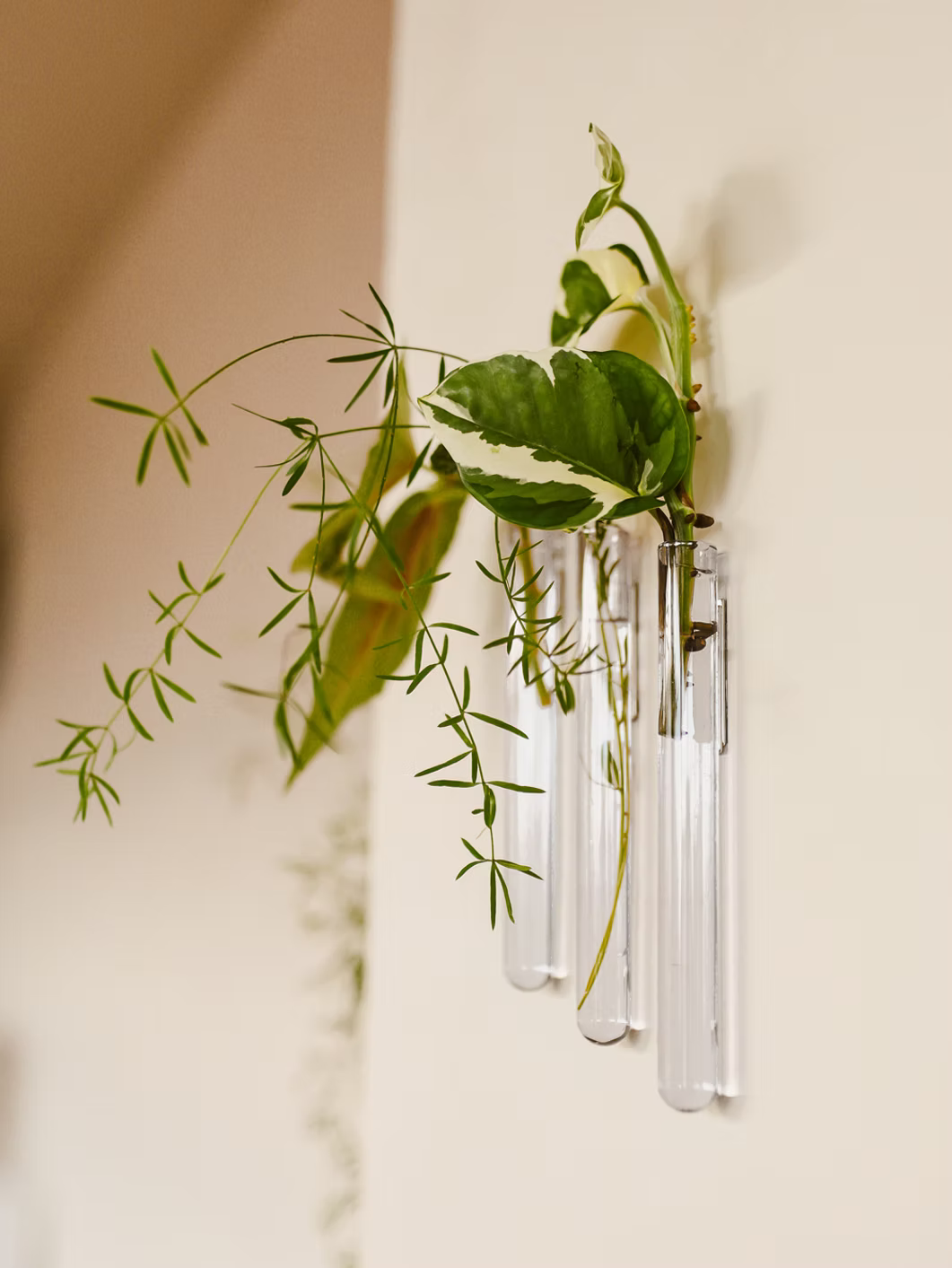 Walleaf (3-pack)
